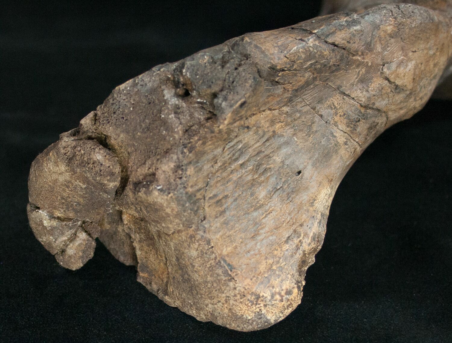 edmontosaurus bones