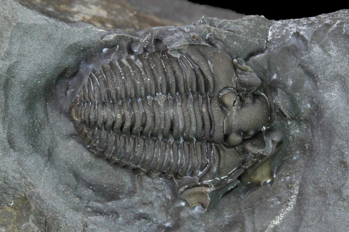Canadian Trilobites For Sale