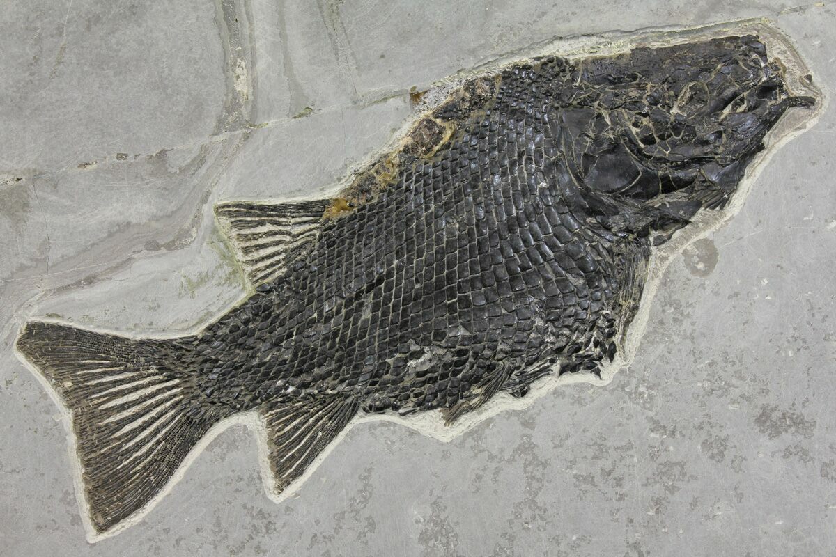 Fish Fossils For Sale