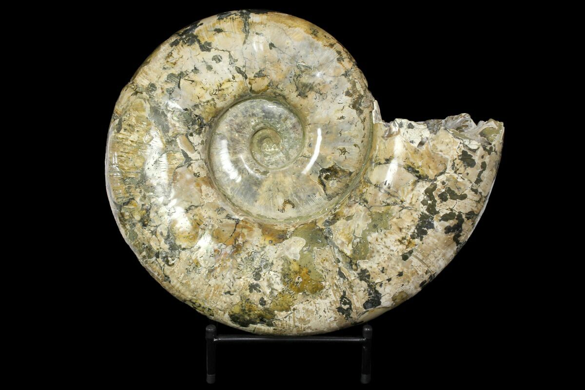 Ammonite Fossils For Sale