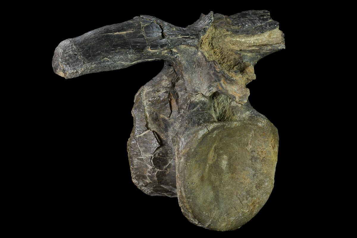 Dinosaur Bones For Sale