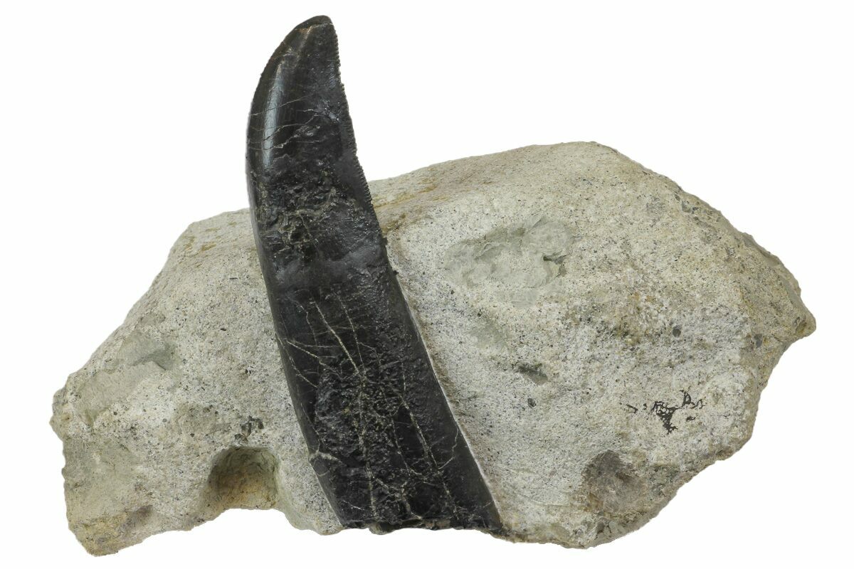 Fossil Allosaurus Teeth For Sale - FossilEra.com