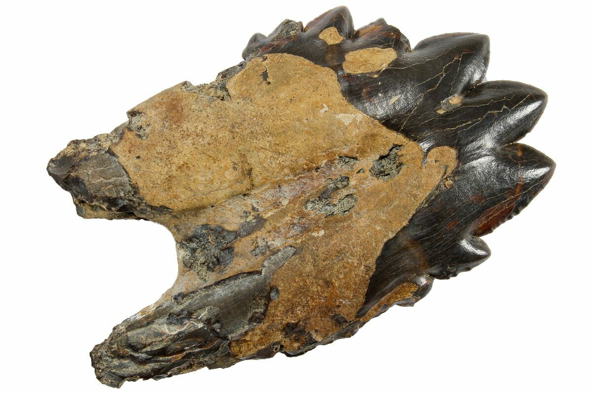 Basilosaur Primitive Whale Fossils For Sale