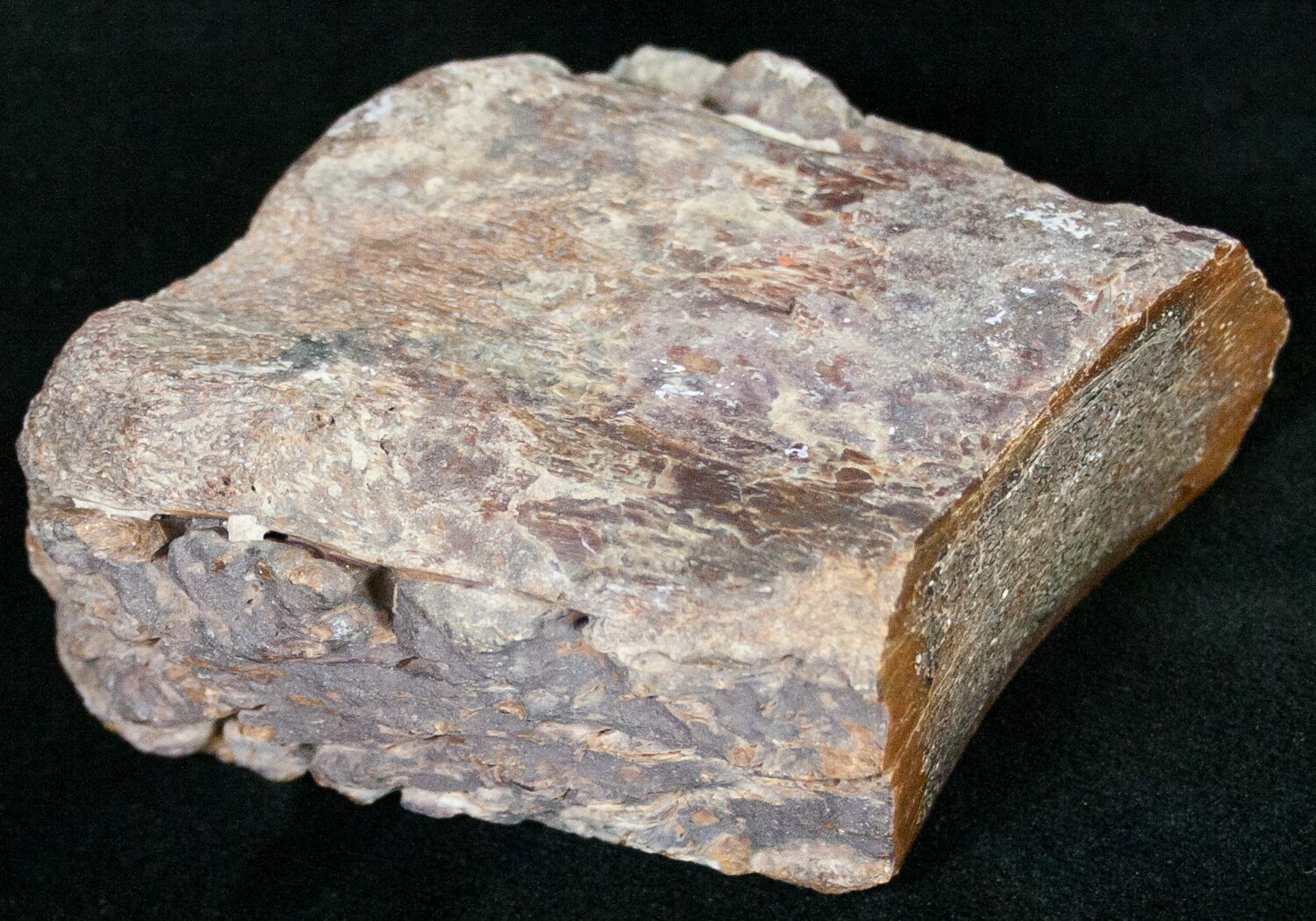 dinosaur bone fossil