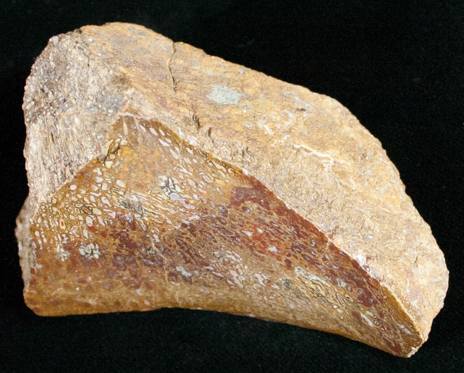 polished dinosaur bone