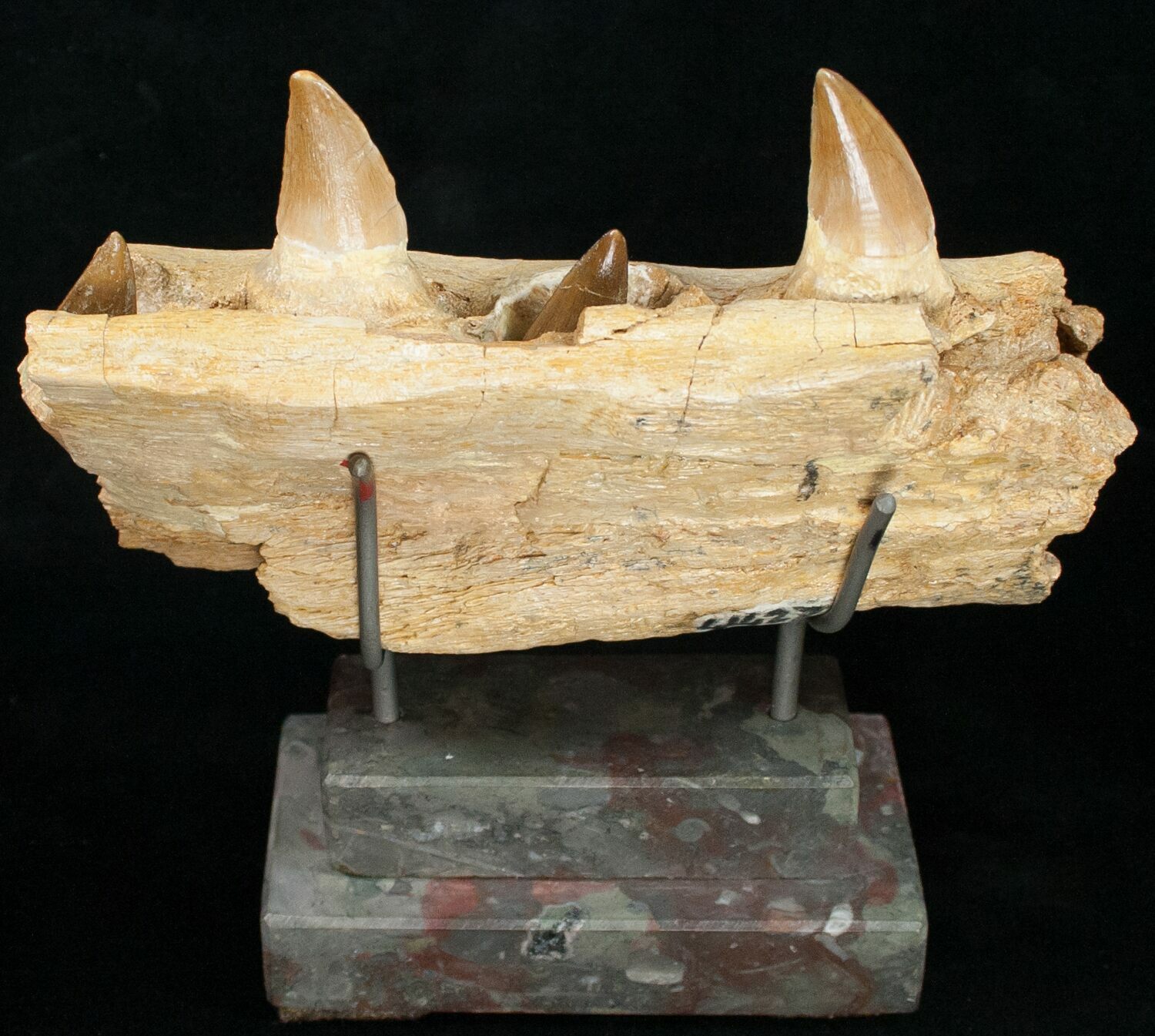 mosasaurus jaw for sale