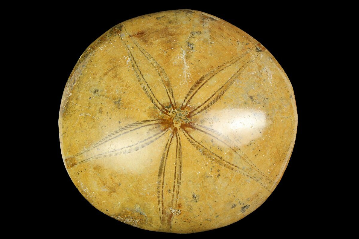 Echinoderm Fossils For Sale