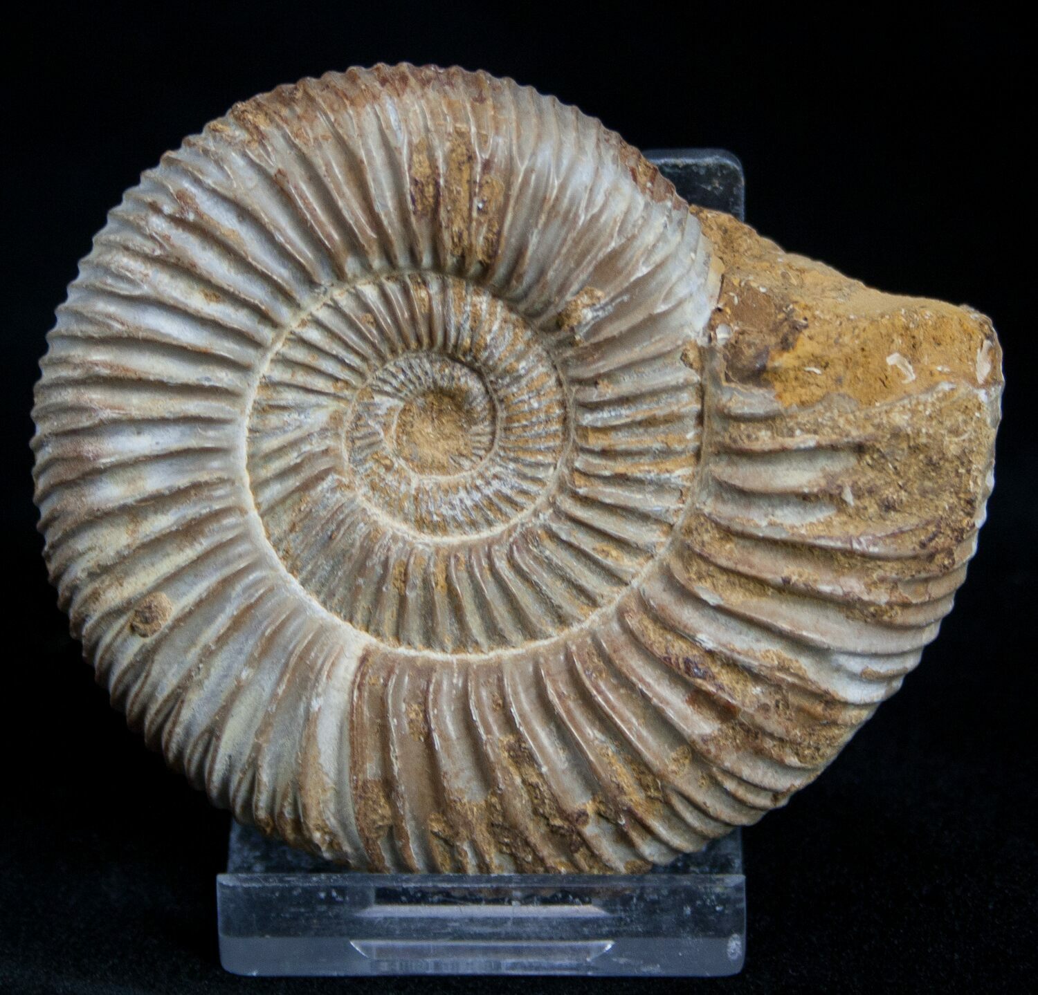 2.7 Inch Perisphinctes Ammonite - Jurassic For Sale (#1958) - FossilEra.com