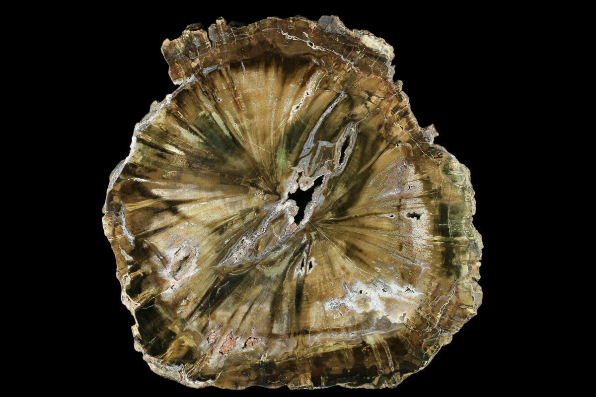 Zimbabwe Petrified Wood For Sale