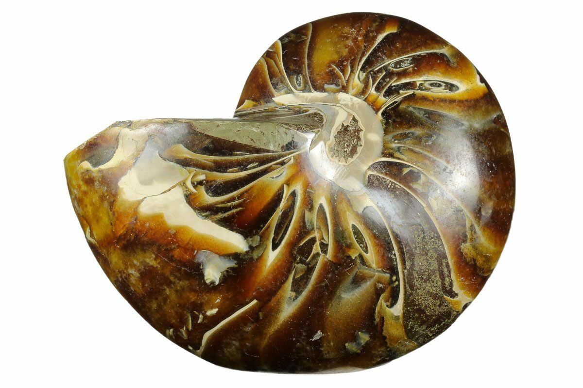 Nautilus & Nautiloid Fossils For Sale - FossilEra.com