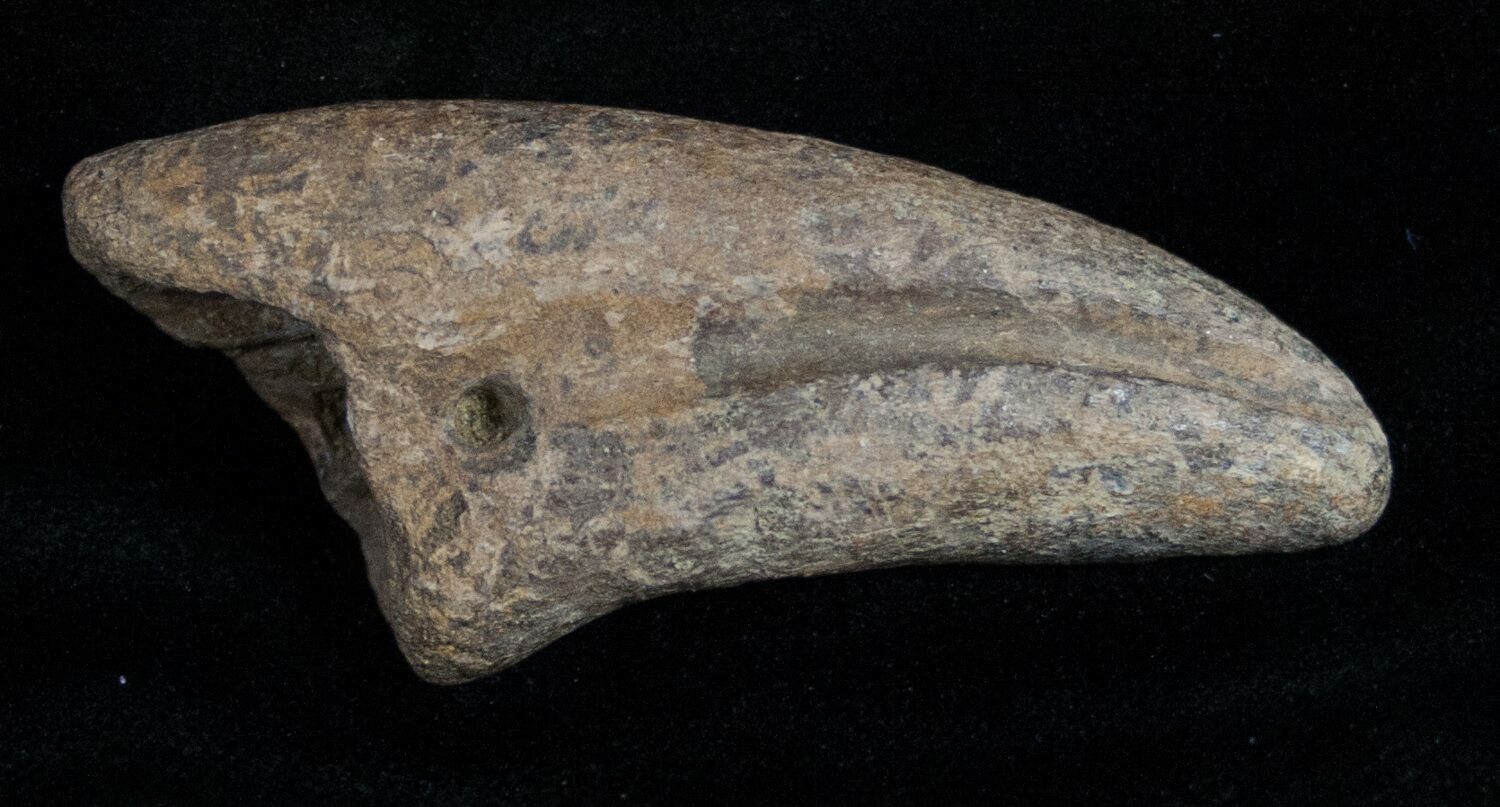 t rex claw fossil