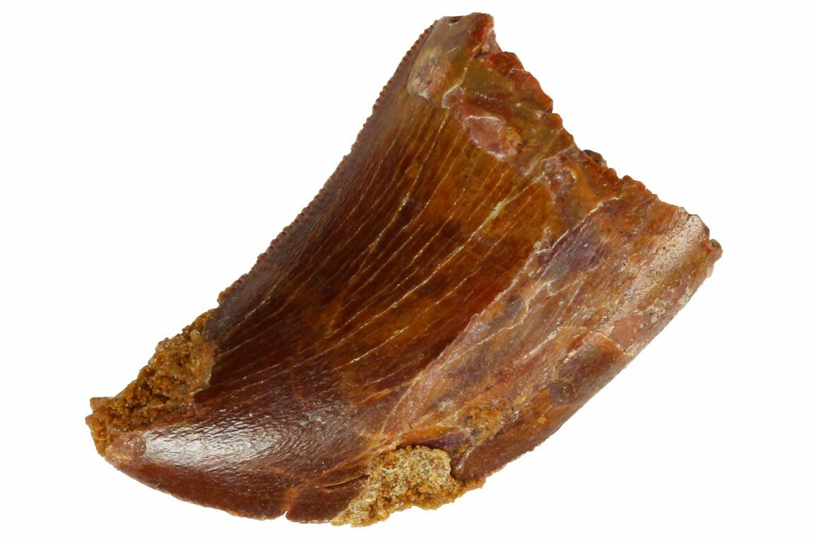 Dinosaur Fossils For Sale