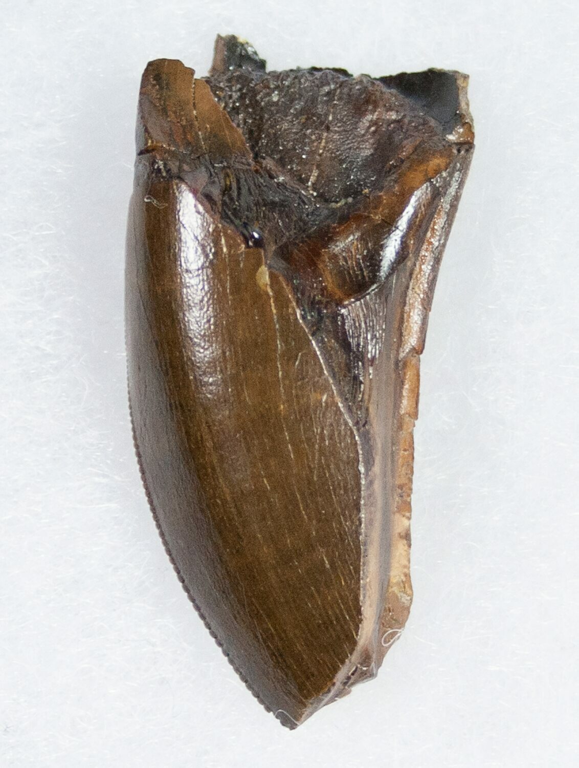 tyrannosaurus tooth sale