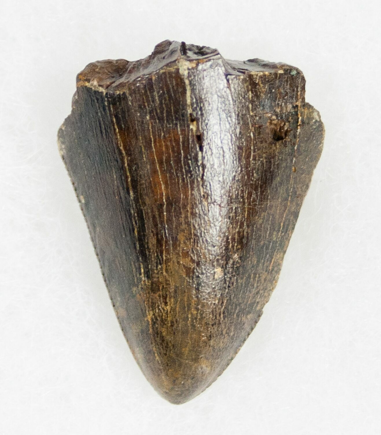 tyrannosaurus rex tooth for sale