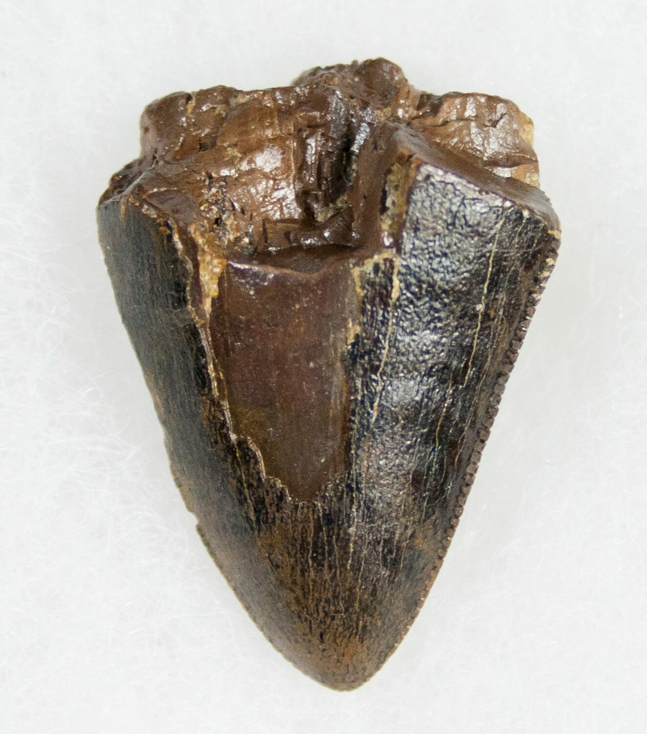 tyrannosaurus rex tooth for sale