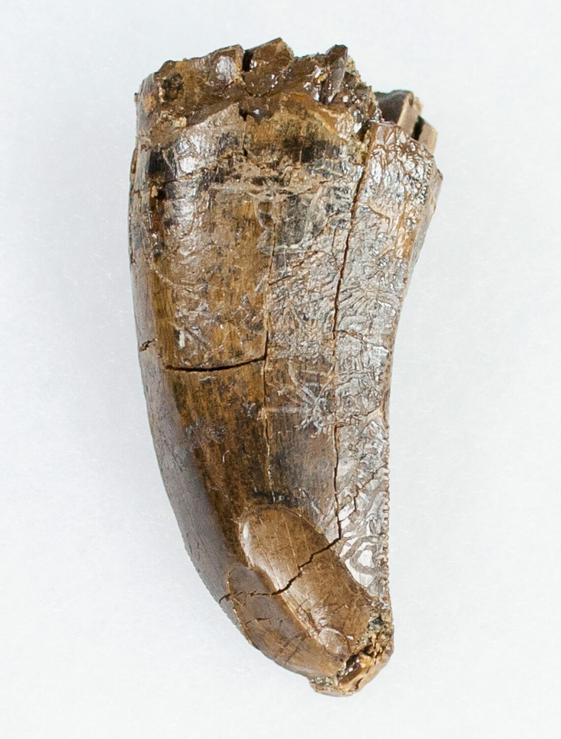 tyrannosaurus tooth fossil