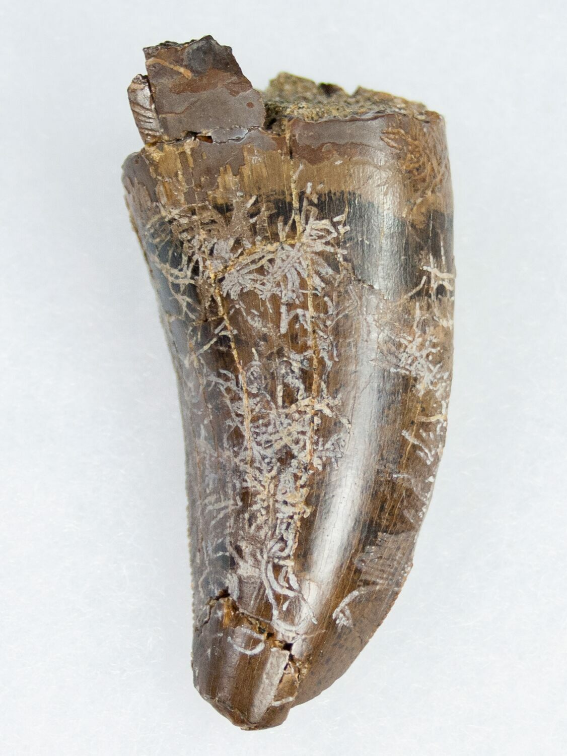 tyrannosaurus tooth fossil