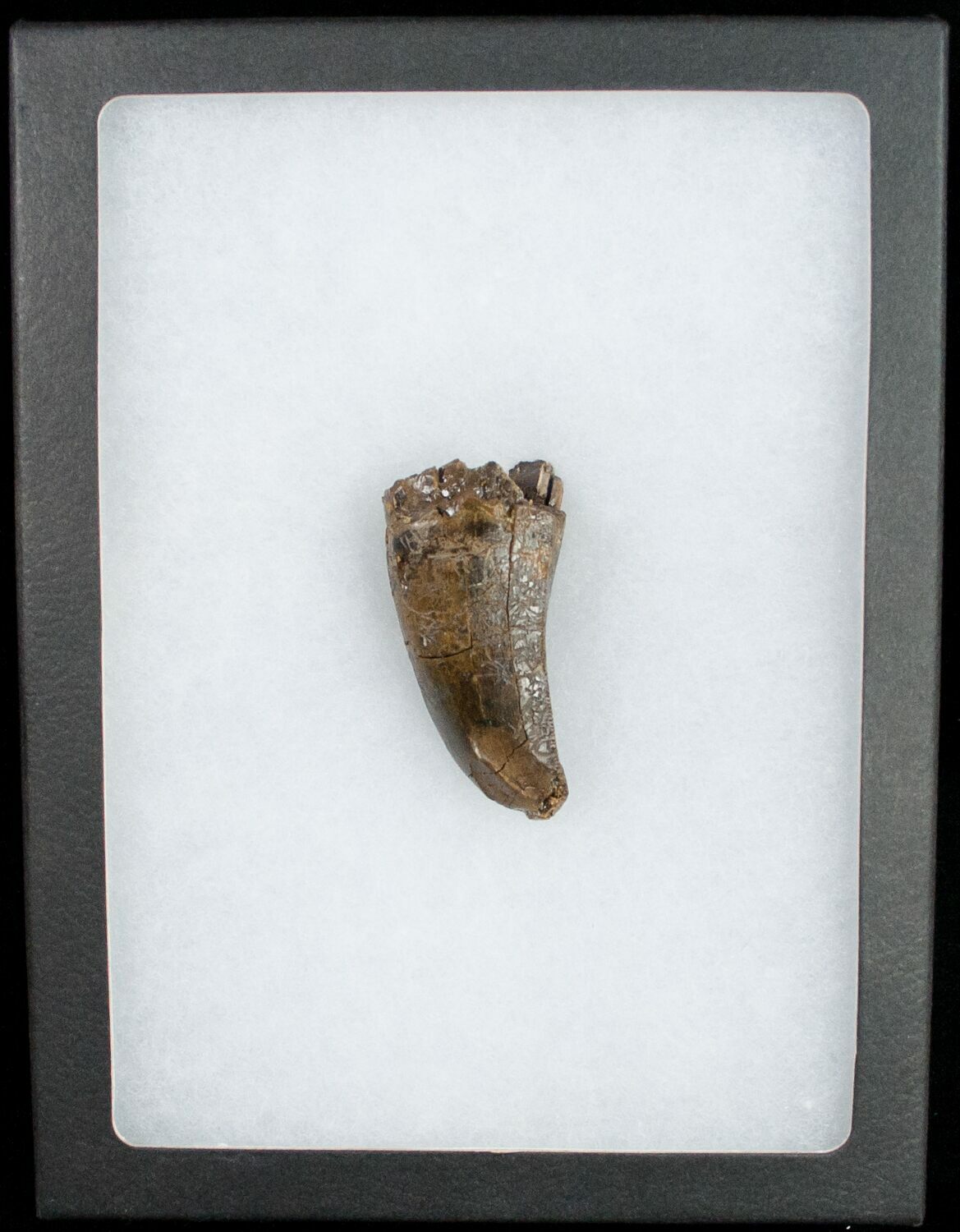 tyrannosaurus tooth fossil