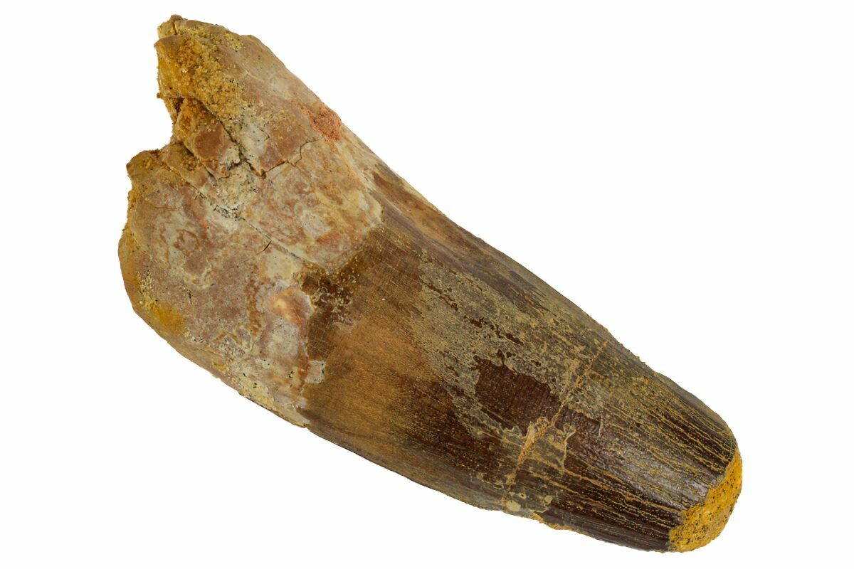 Spinosaurus Teeth For Sale - FossilEra.com