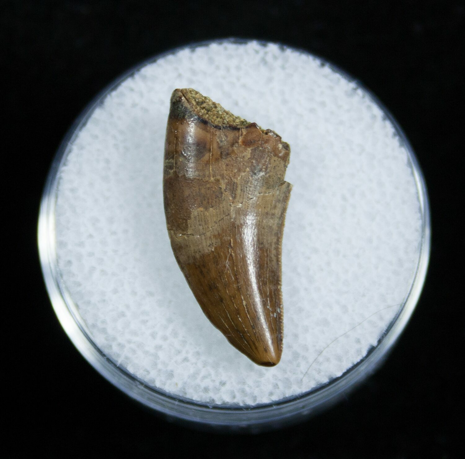 raptor tooth fossil