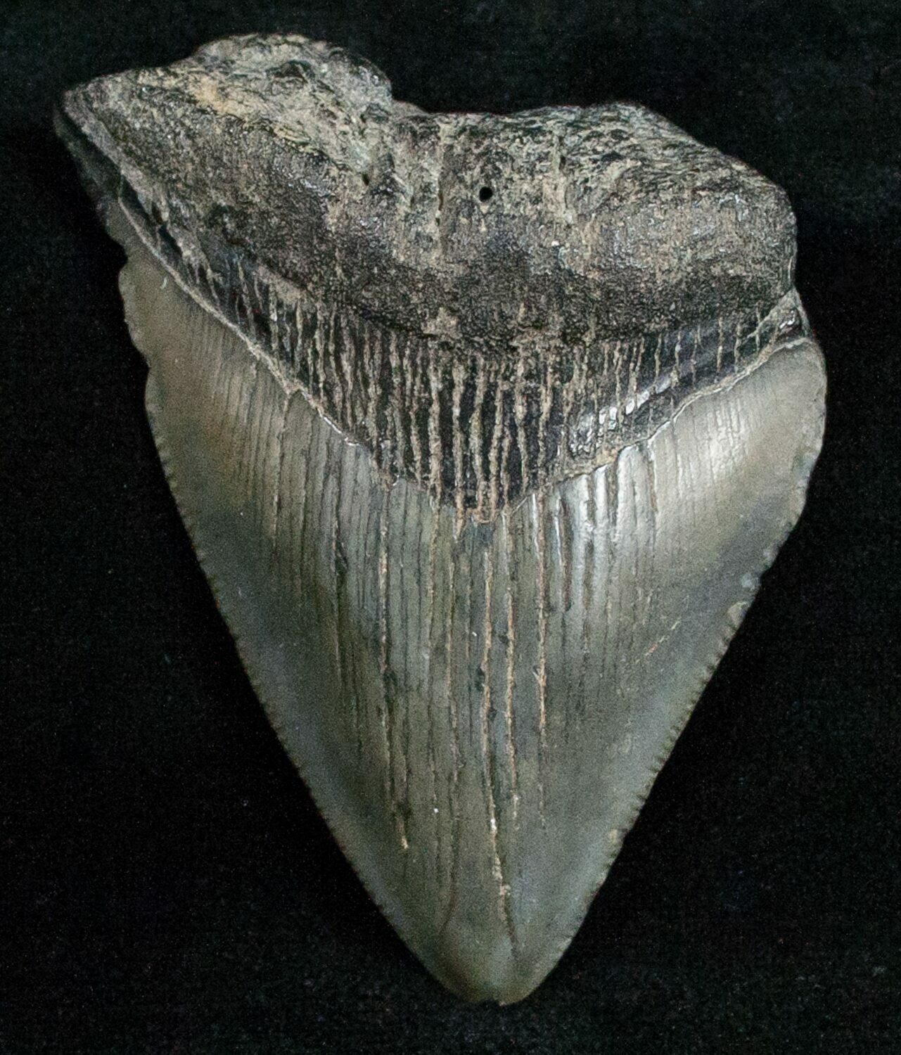 Bargain 2.24" Fossil Megalodon Tooth For Sale (#12016 ...