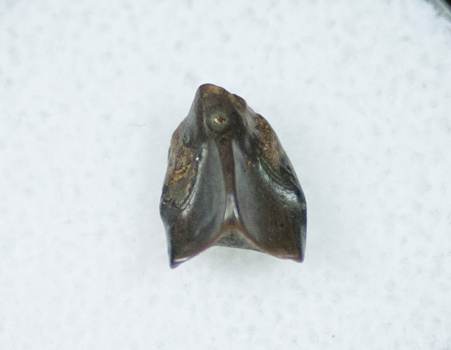 edmontosaurus teeth