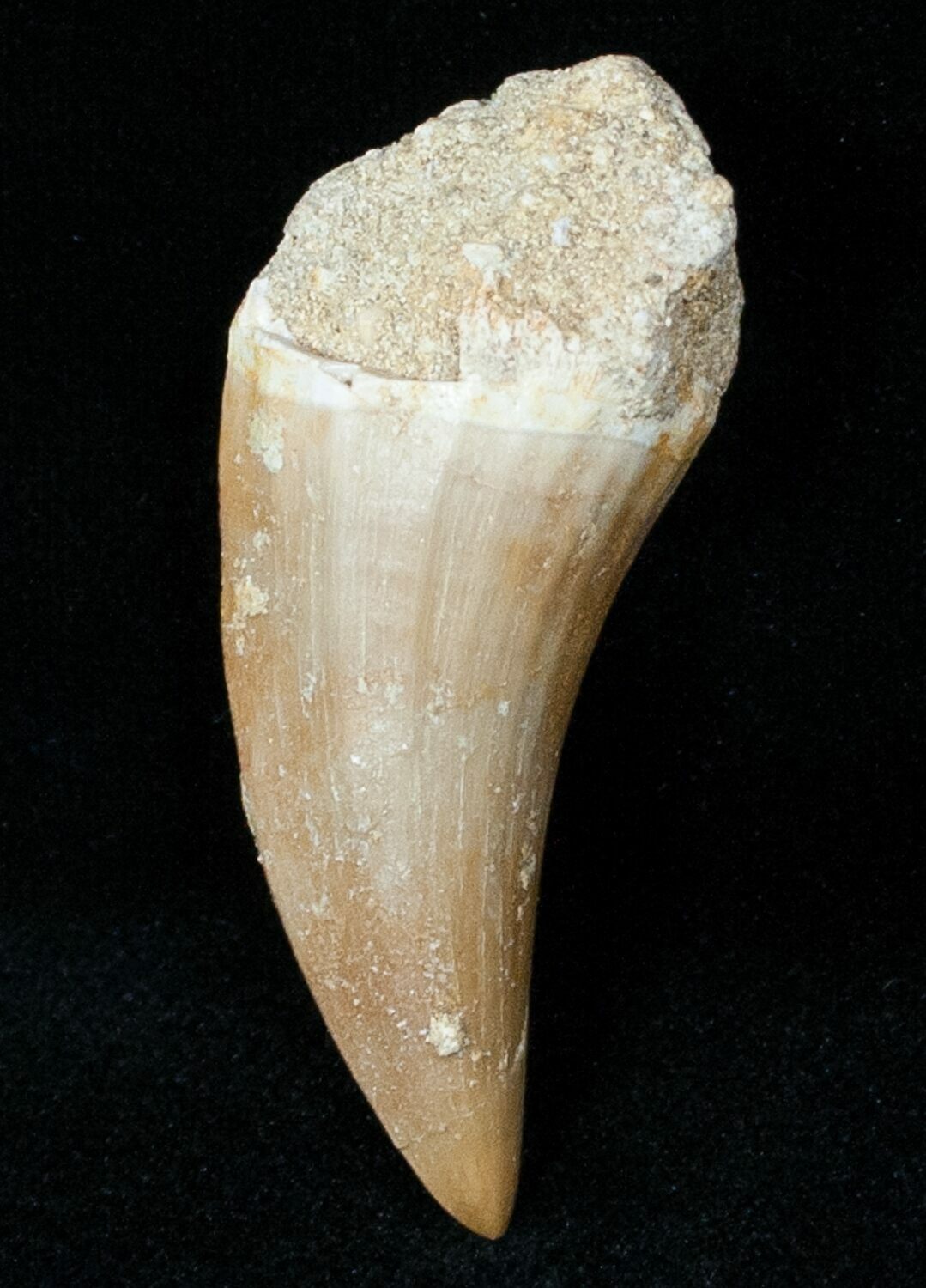 1.2" Fossil Mosasaurus Tooth For Sale (#12443) - FossilEra.com