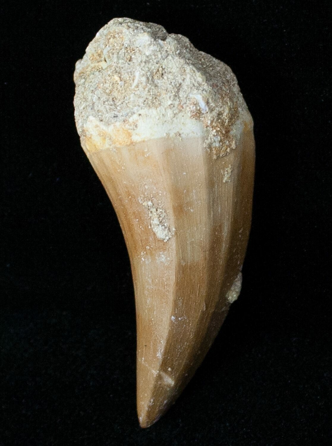 mosasaurus tooth for sale