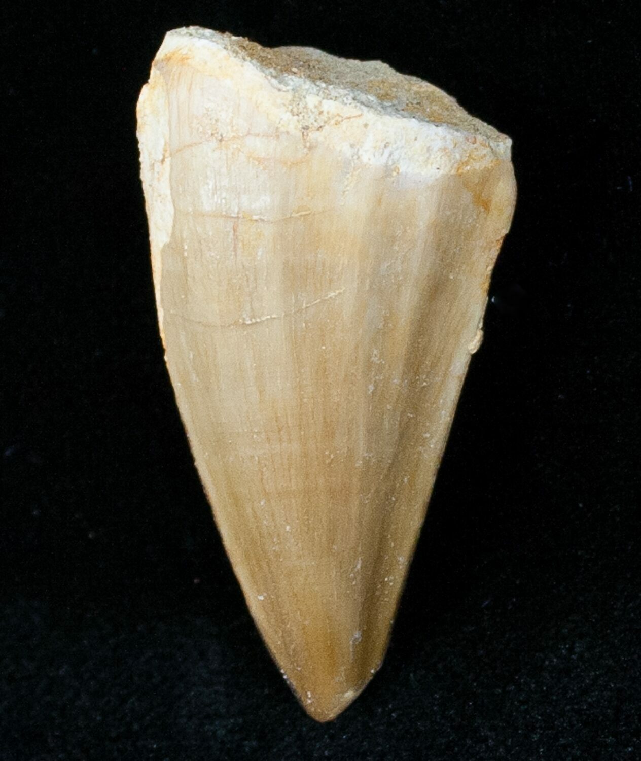 mosasaurus teeth for sale