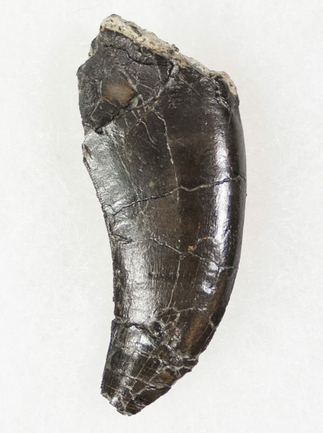 allosaurus tooth for sale