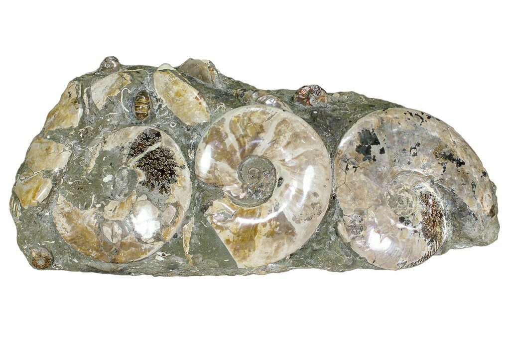 26 Wide Polished Ammonite Nautilus Cluster Madagascar For Sale Fossilera Com