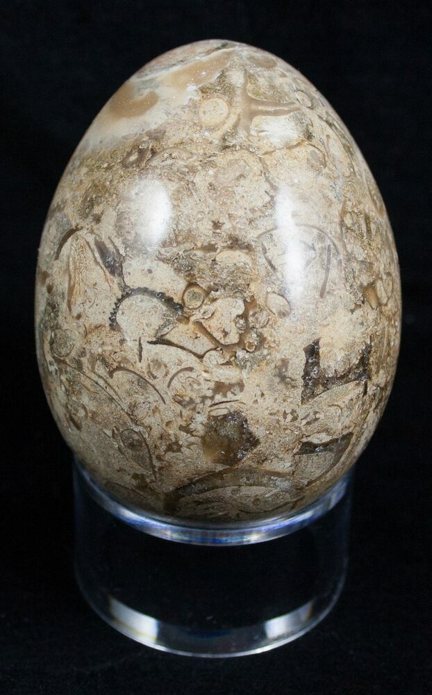 Decorative Fossil Coral Egg For Sale 2126 Fossilera Com