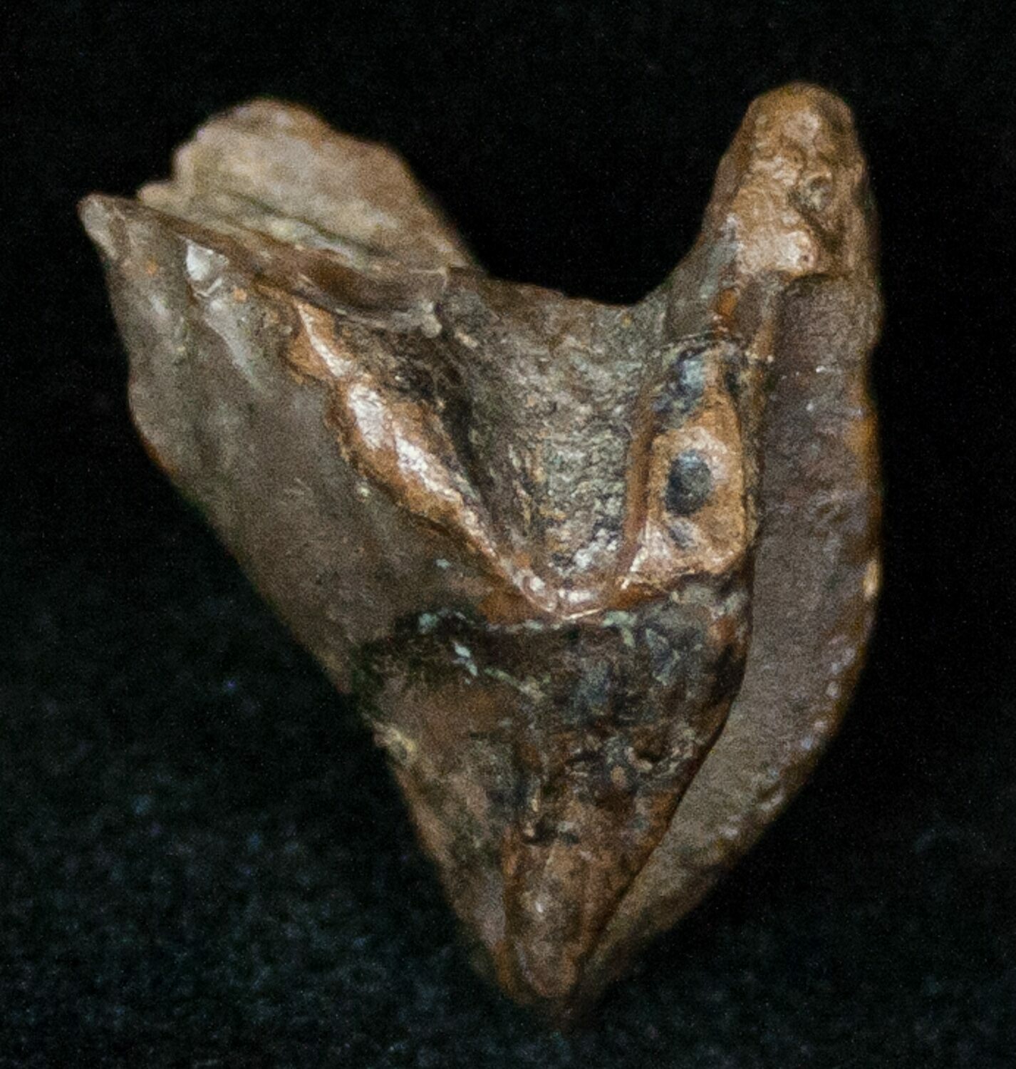 triceratops teeth for sale