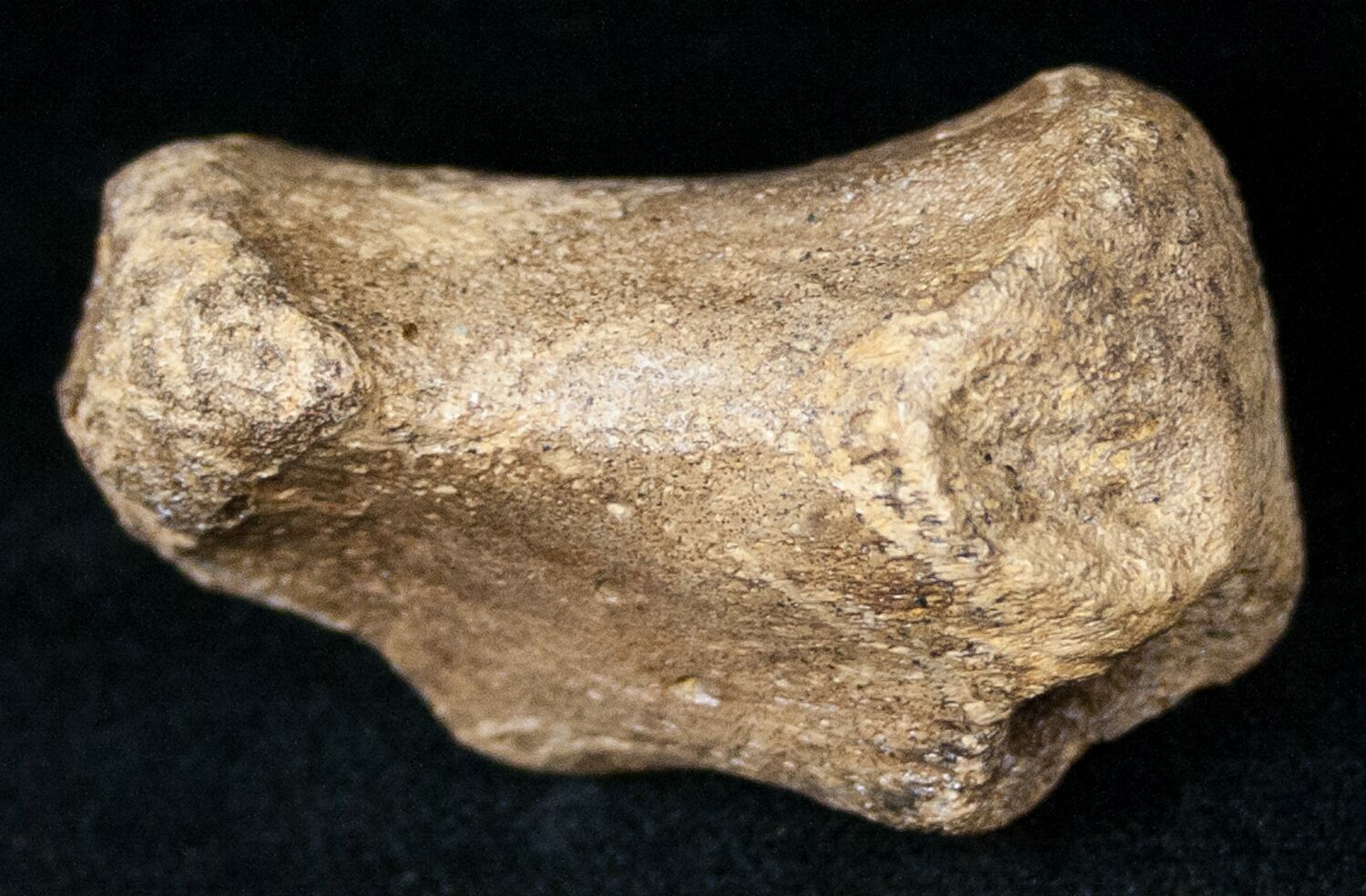 edmontosaurus bones