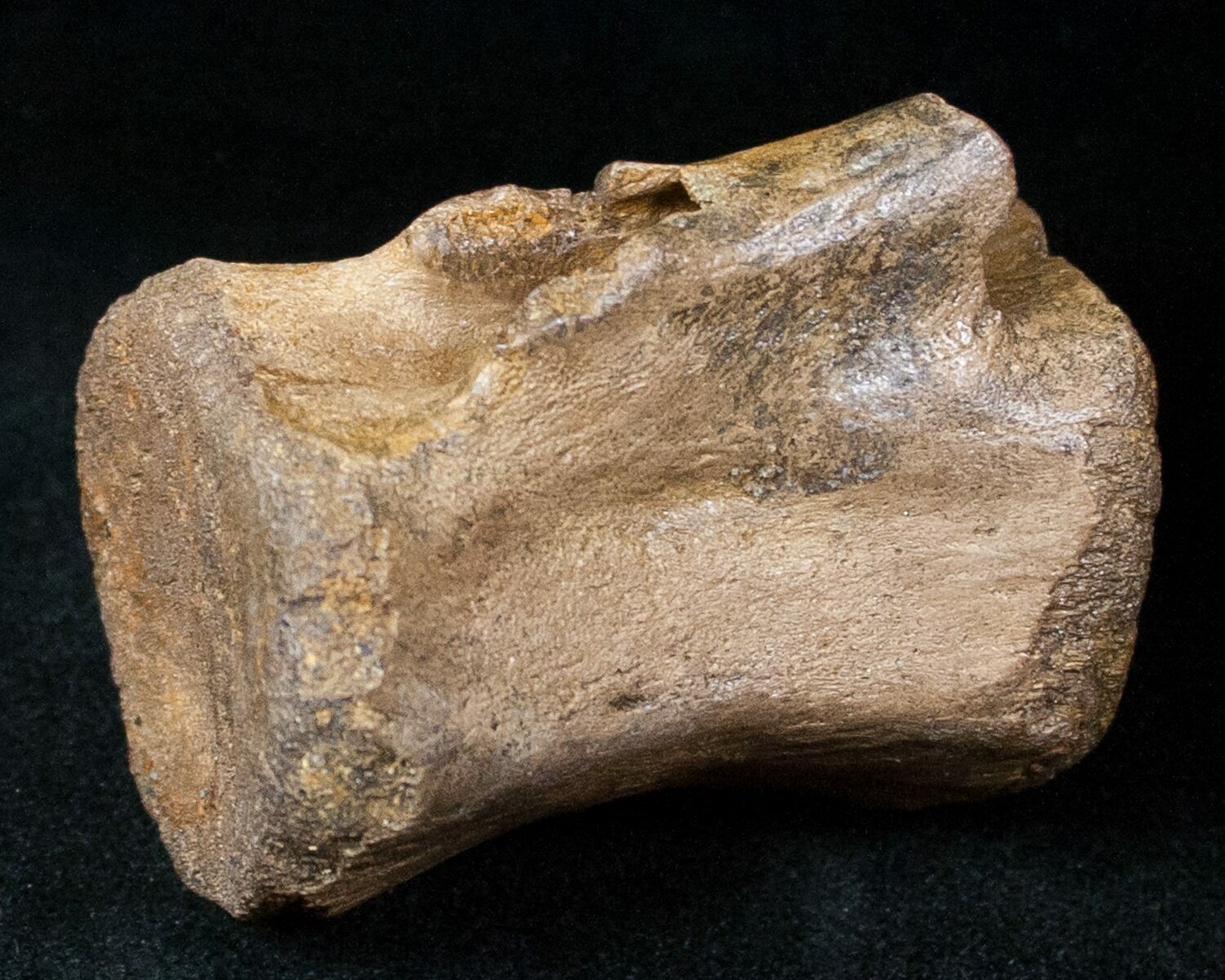 dinosaur tail vertebrae