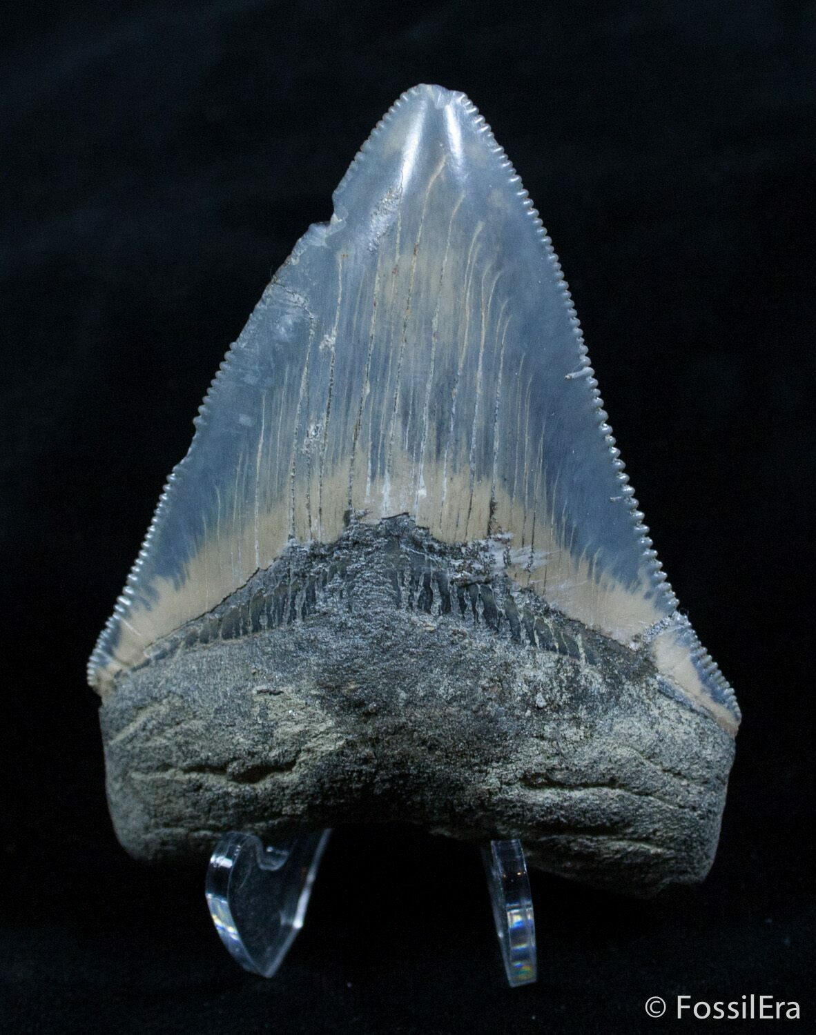 Beautiful Blue 2.69 Inch Megalodon For Sale (#2169) - FossilEra.com