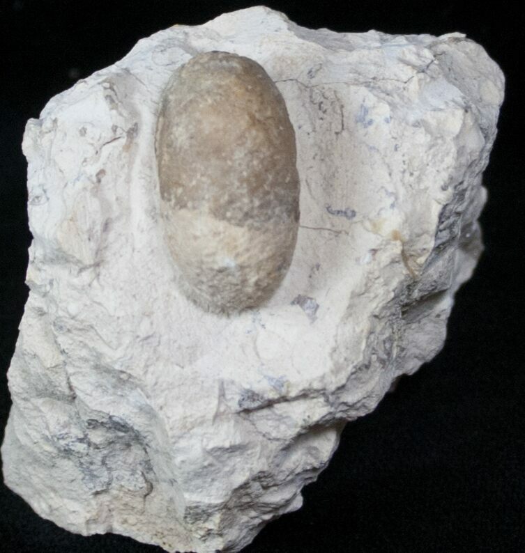 fossil eggs for sale