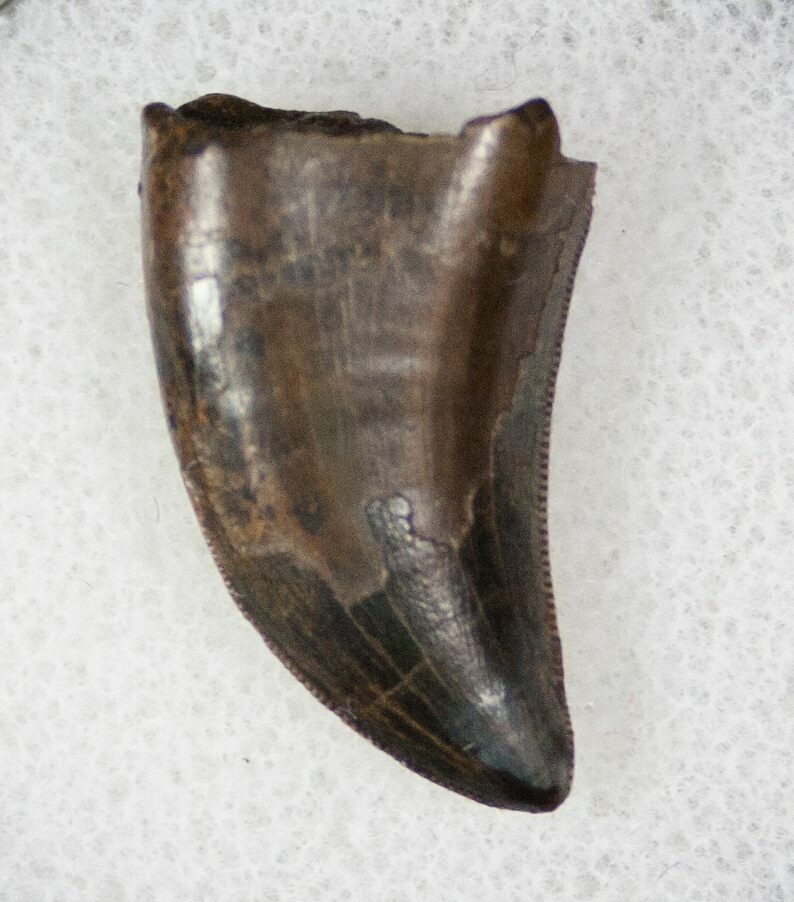 tyrannosaurus rex teeth