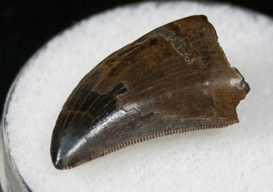 tyrannosaurus rex tooth for sale