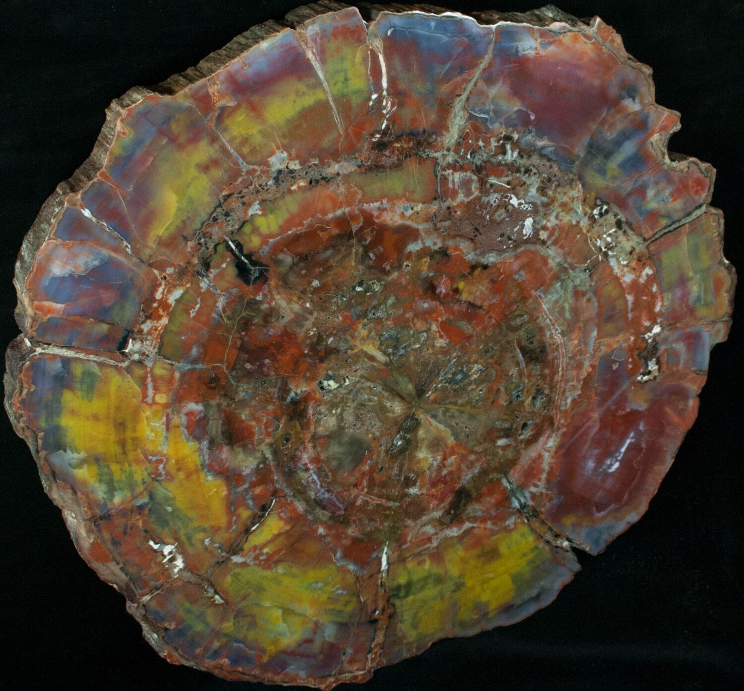 colorful-arizona-petrified-wood-slab-12-for-sale-13059