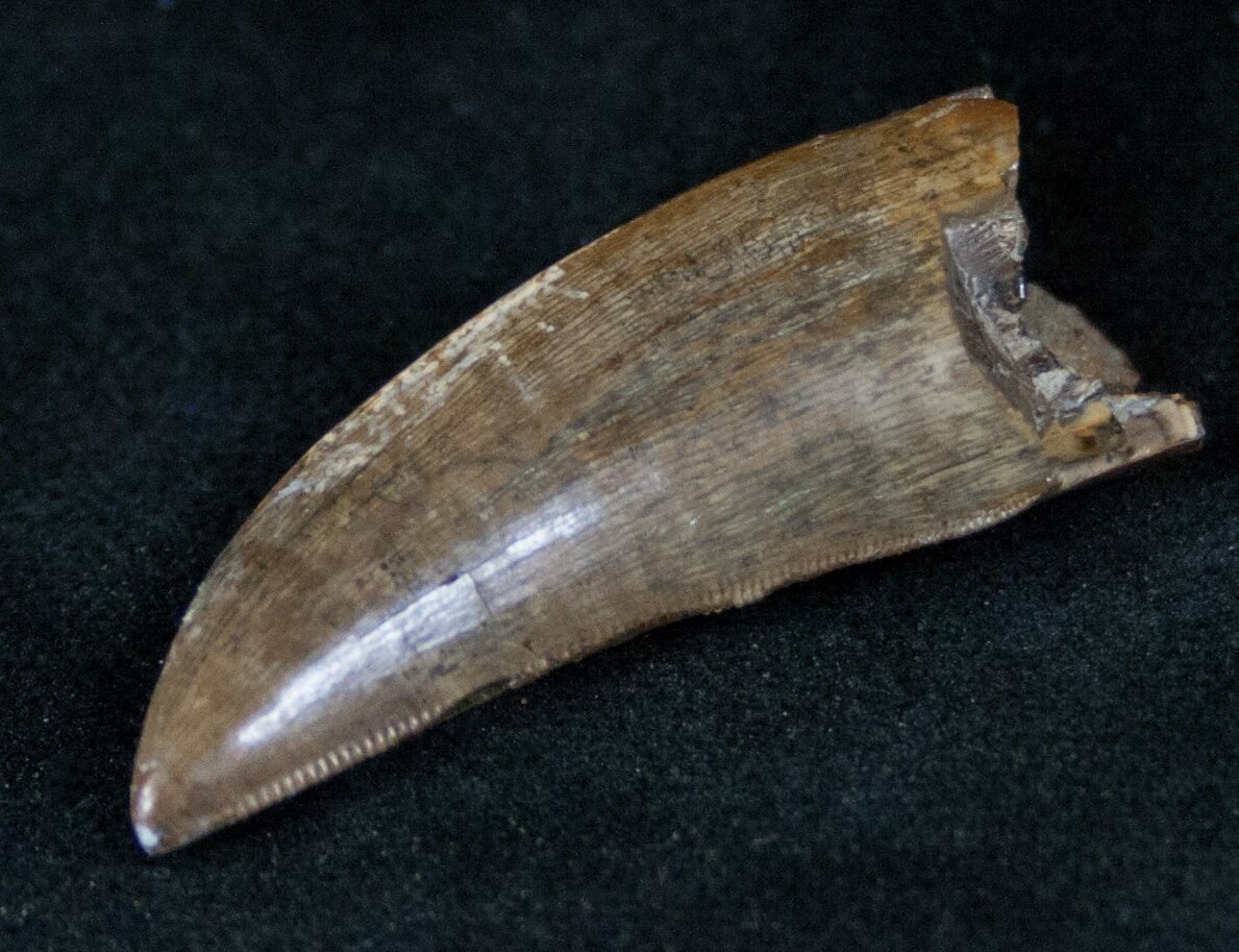 nanotyrannus tooth for sale