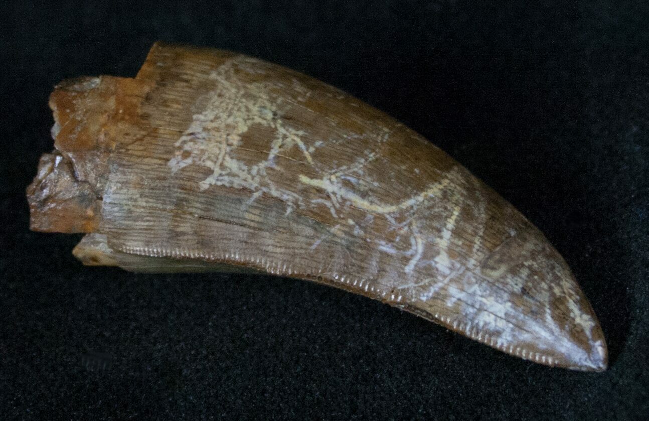 nanotyrannus fossil