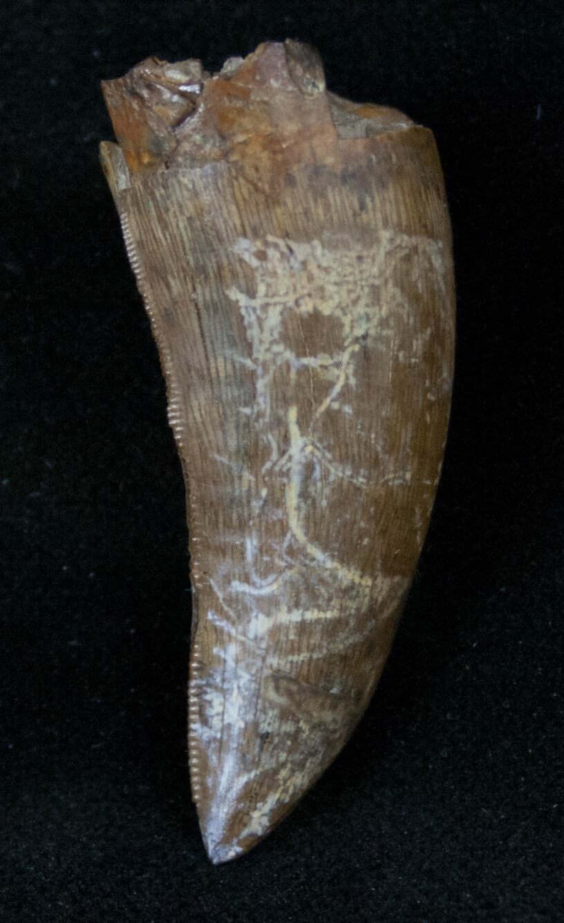 nanotyrannus tooth for sale