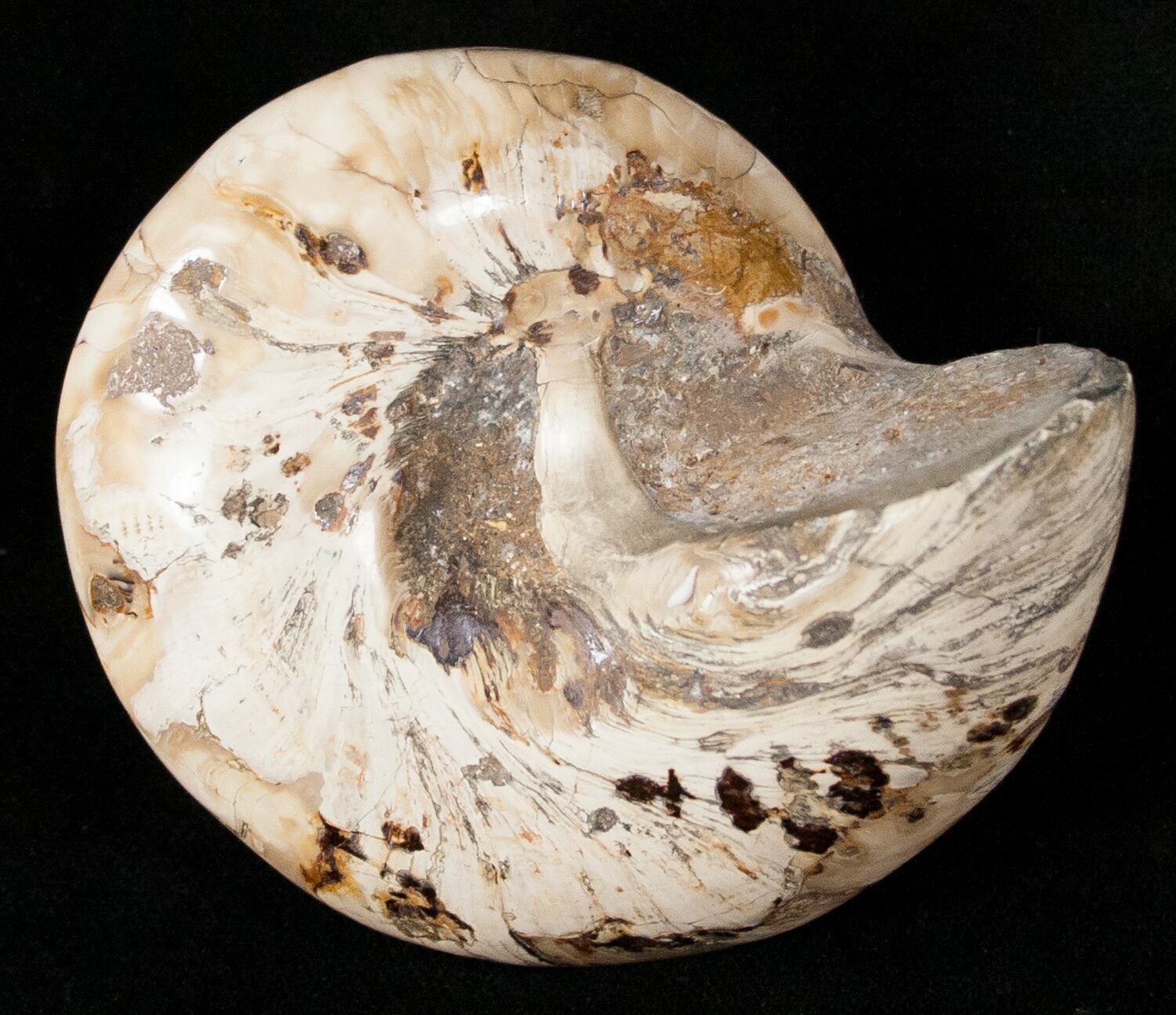 3" Giant Fossil Snail (Pleurotomaria) Madagascar For Sale (13183)