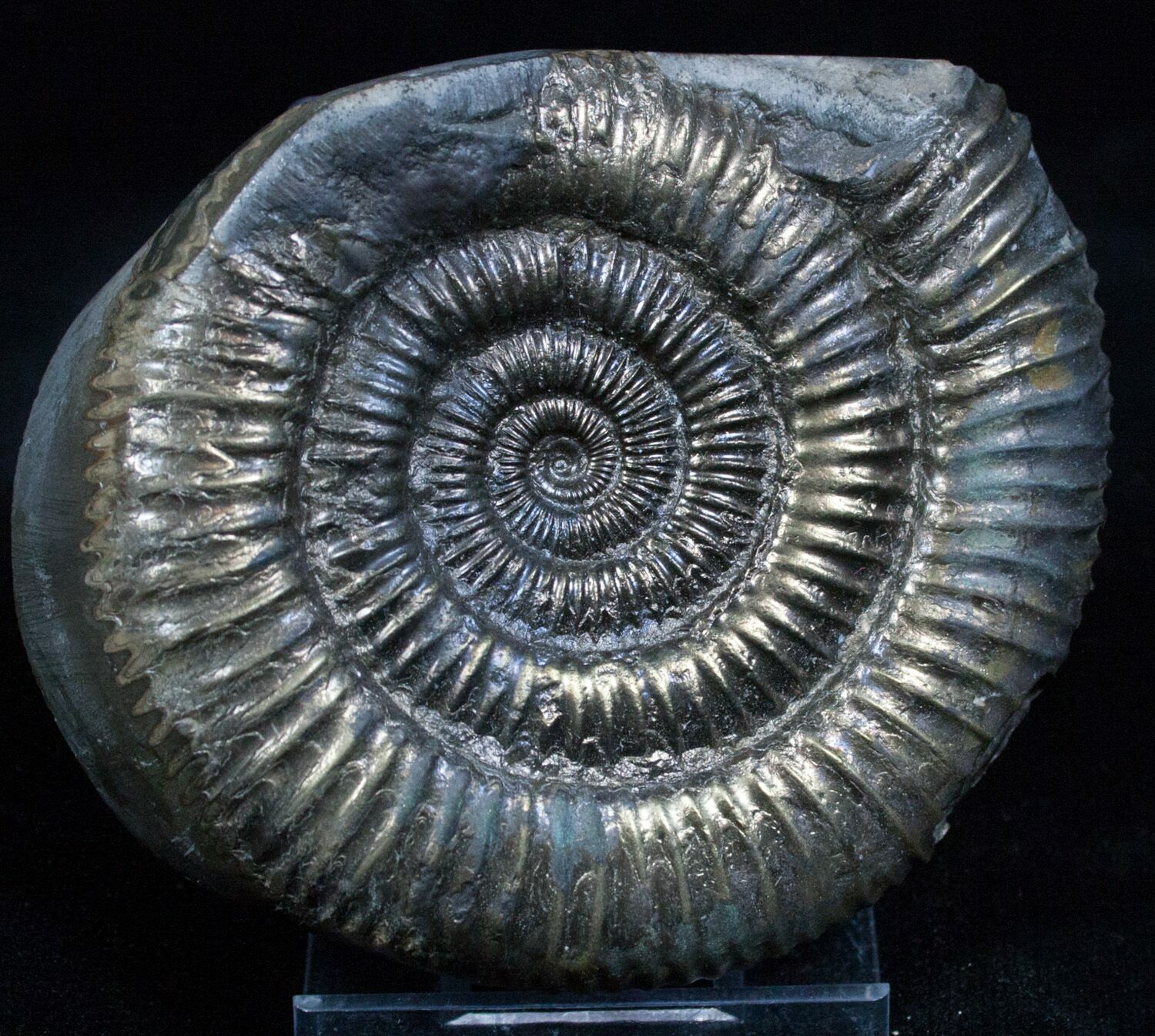 Large 2.9 Inch Pyritized Ammonite - Golden For Sale (#2268) - FossilEra.com