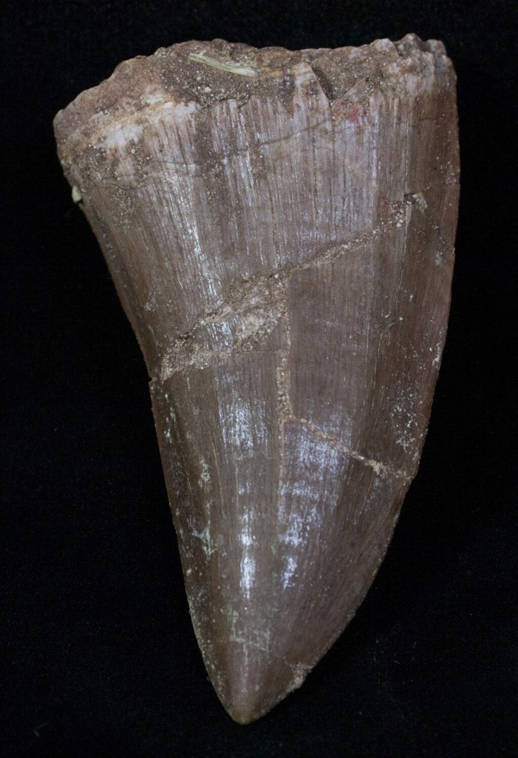 real mosasaur tooth