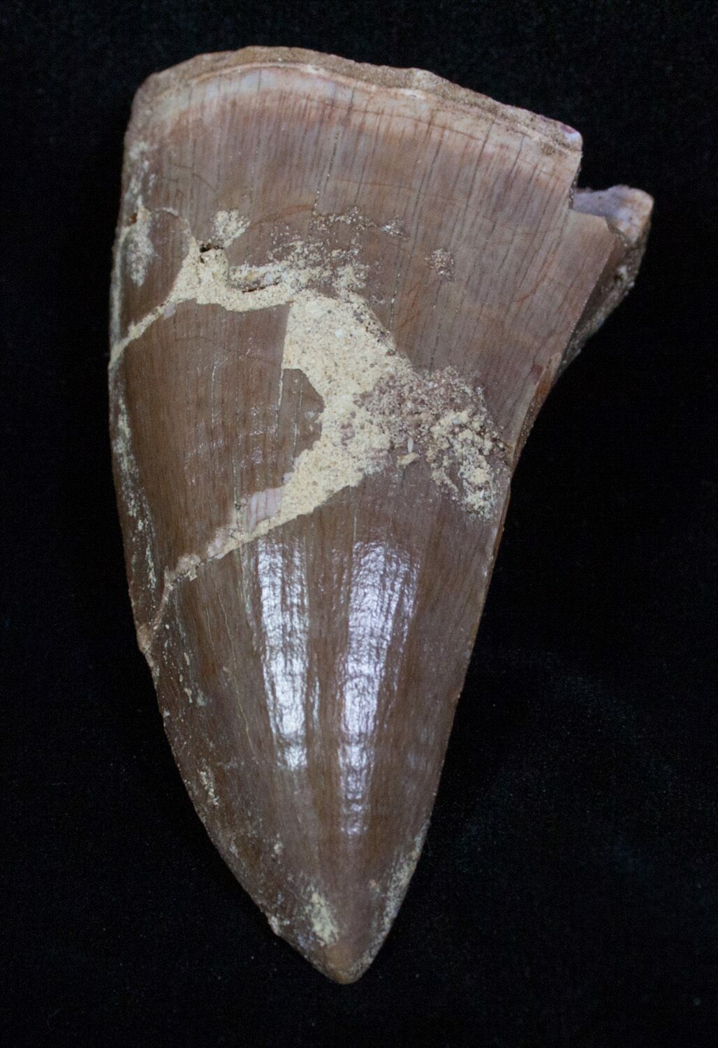 Large Mosasaur Tooth Free Of Matrix For Sale (#2278) - FossilEra.com