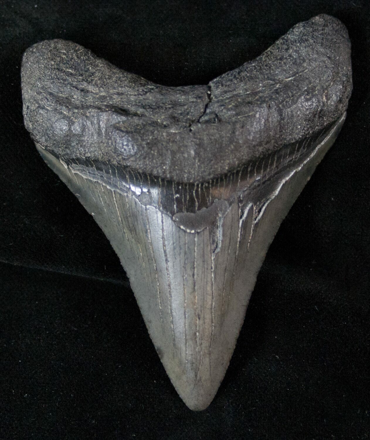 3.16" Fossil Megalodon Tooth For Sale (#13507) - FossilEra.com