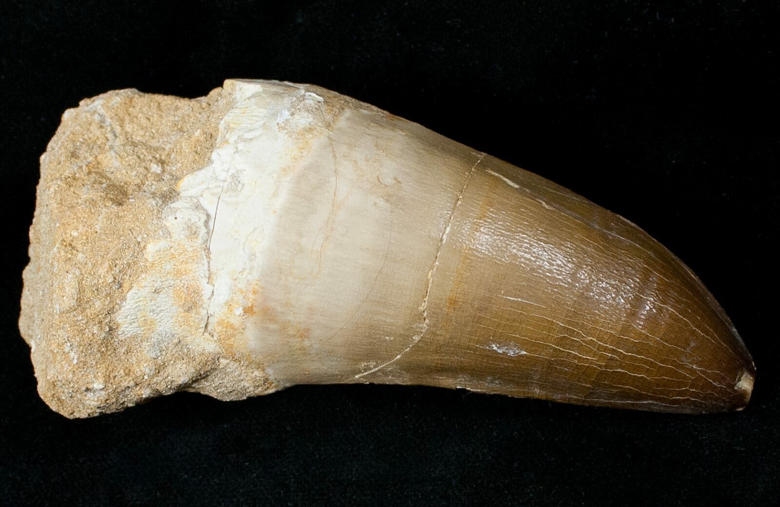 mosasaurus teeth for sale