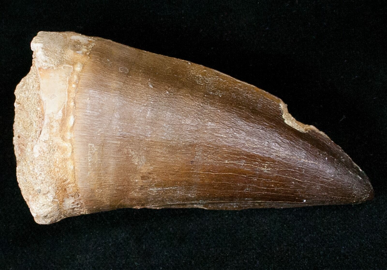 mosasaurus teeth for sale